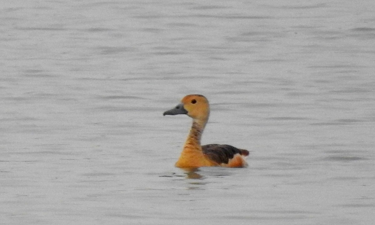 Lesser Whistling-Duck - ML63468611