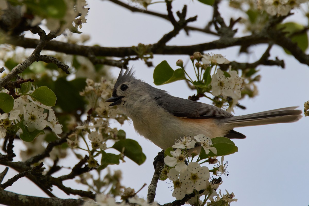 Tufted Titmouse - ML634686124