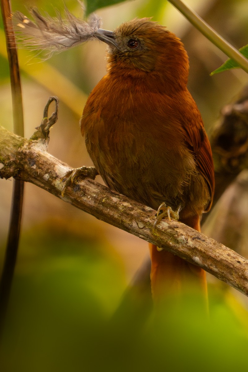 Russet-mantled Softtail - ML634686418