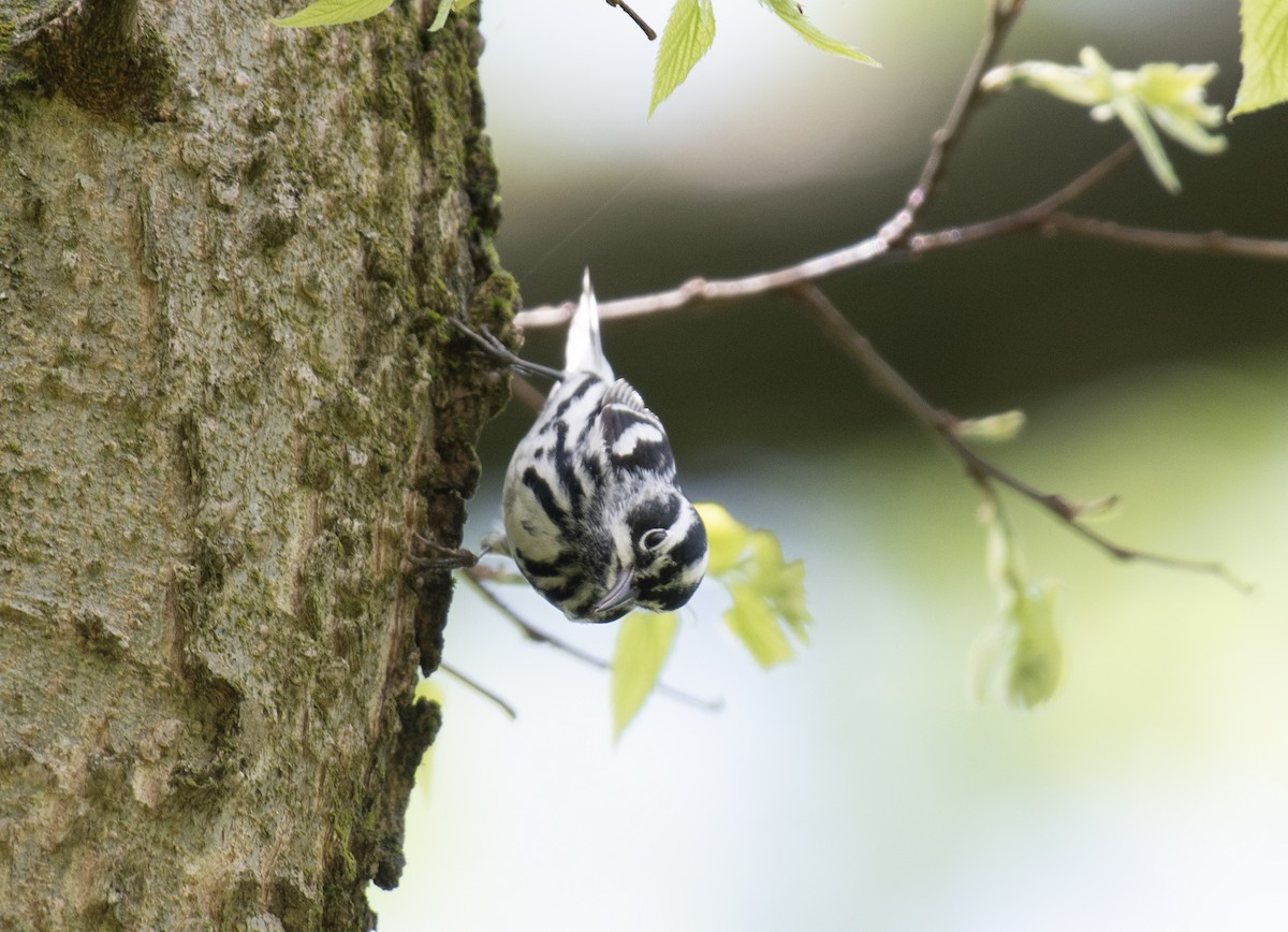 Black-and-white Warbler - ML634686522