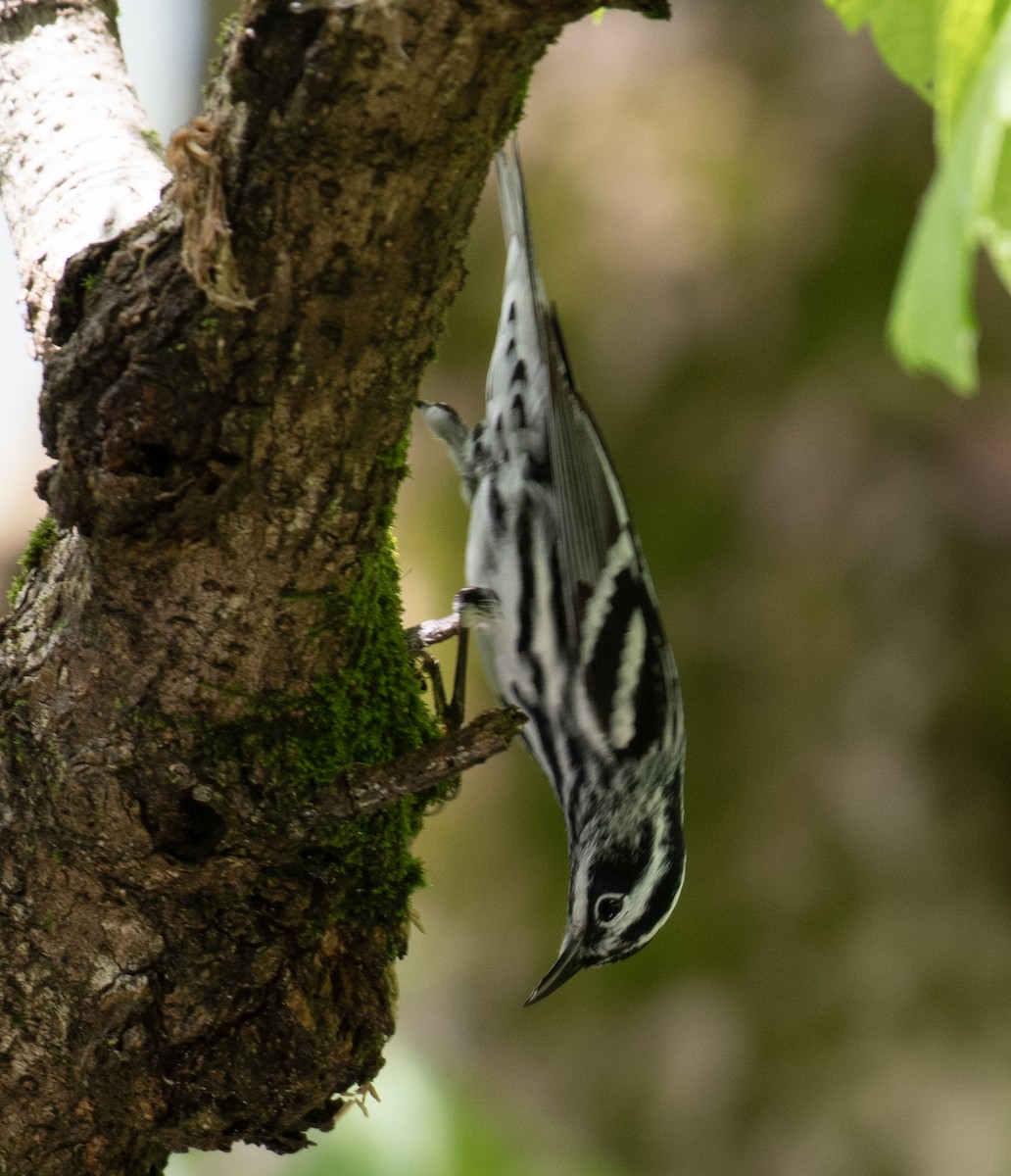 Black-and-white Warbler - ML634686523