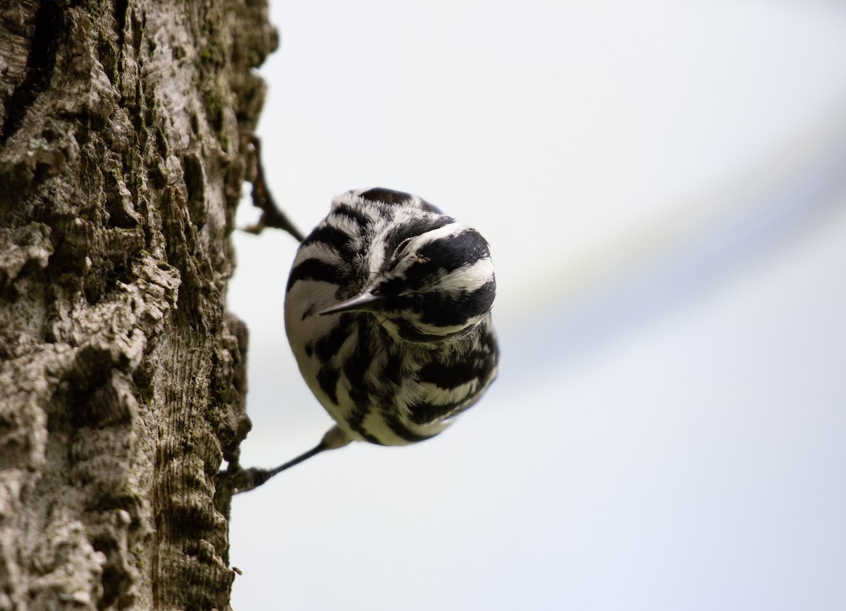 Black-and-white Warbler - ML634686524