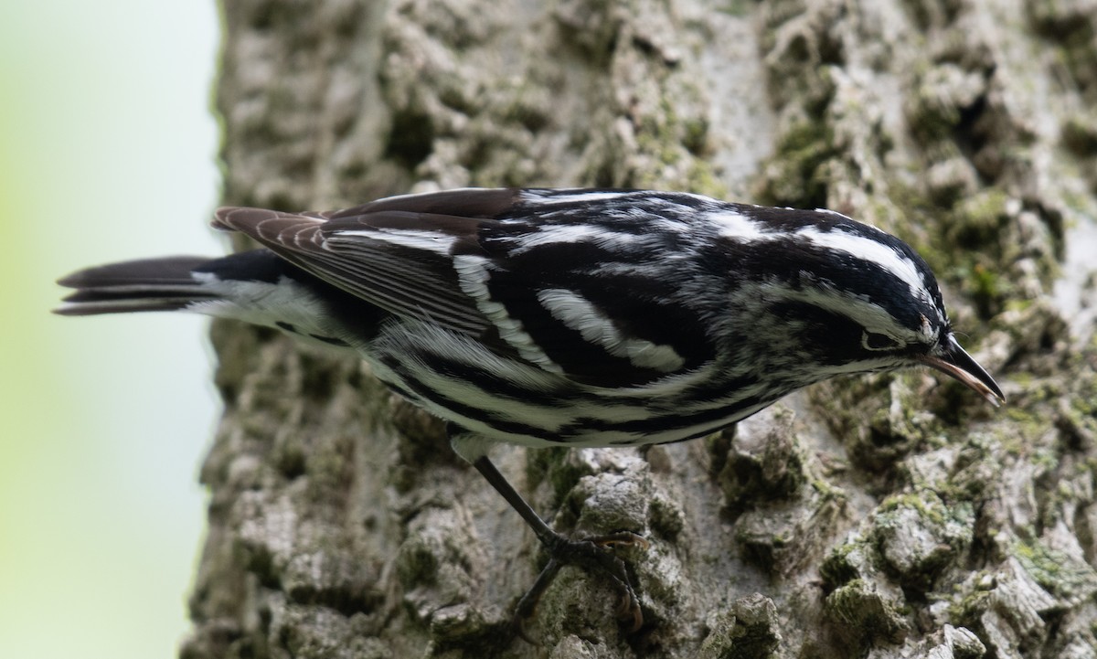 Black-and-white Warbler - ML634686525