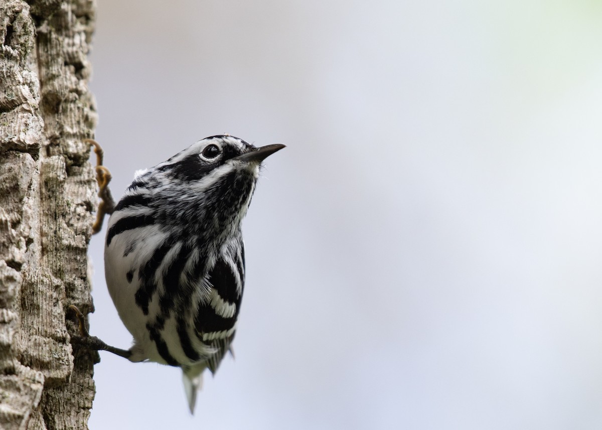 Black-and-white Warbler - ML634686526