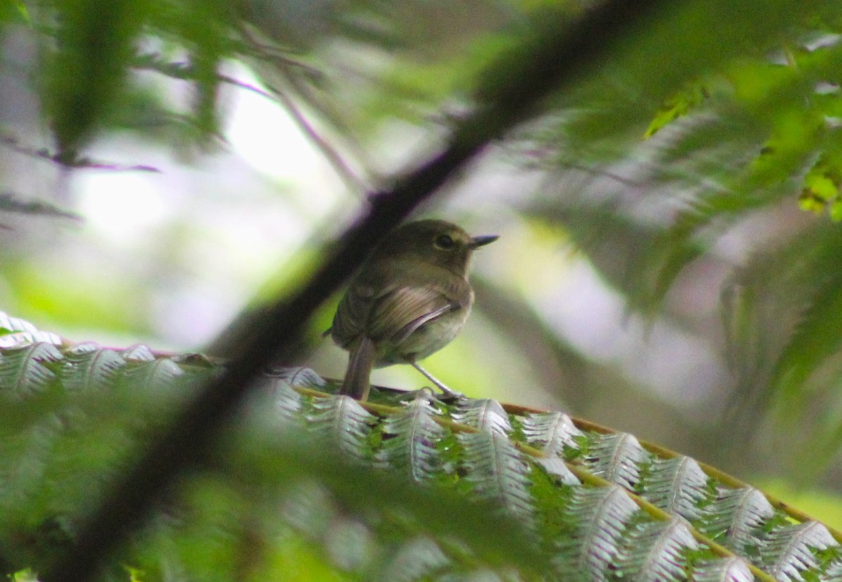 Drab-breasted Pygmy-Tyrant - ML634686606