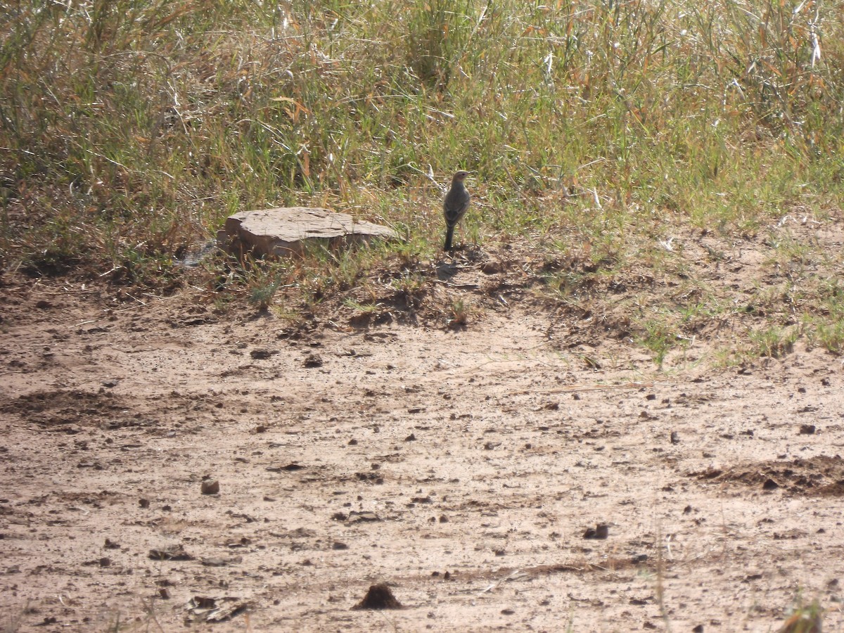 Plain-backed Pipit - ML634686628