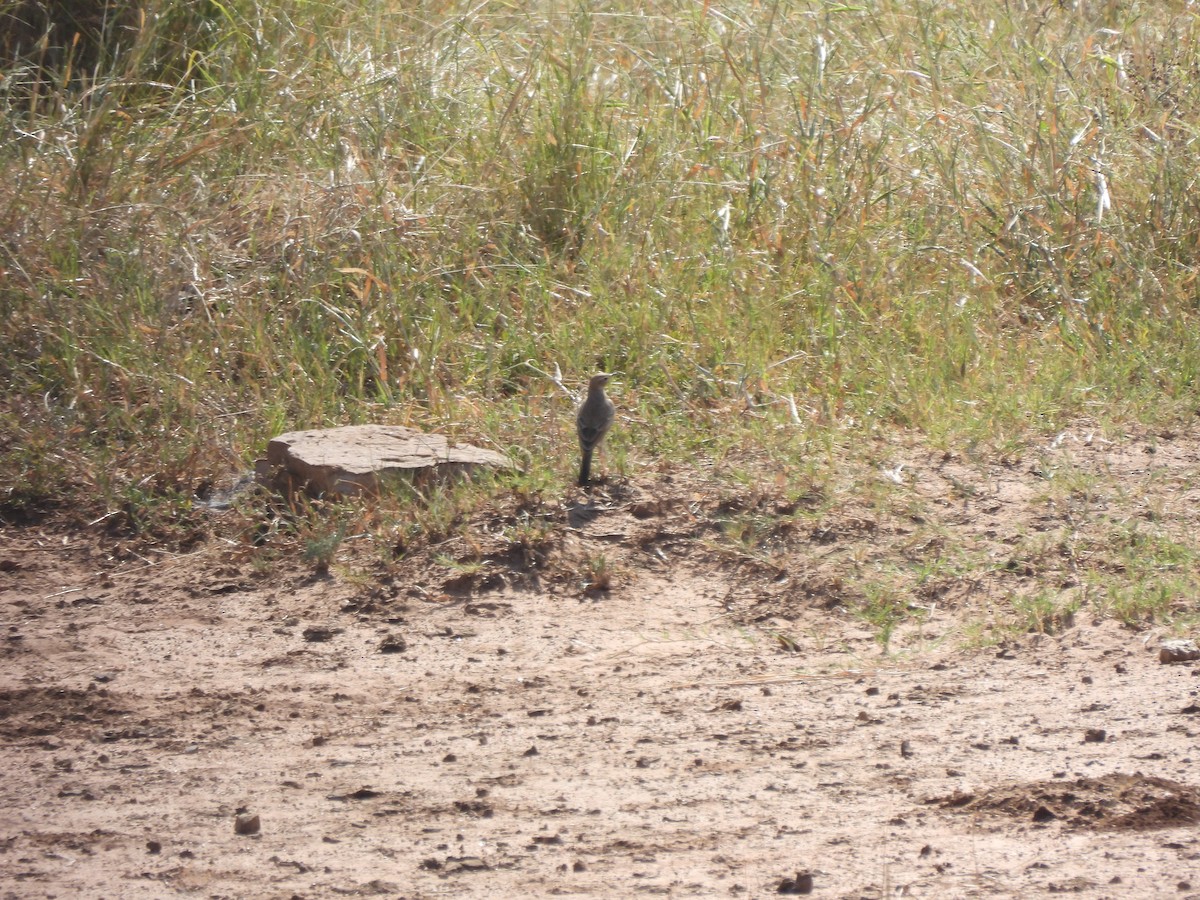 Plain-backed Pipit - ML634686630
