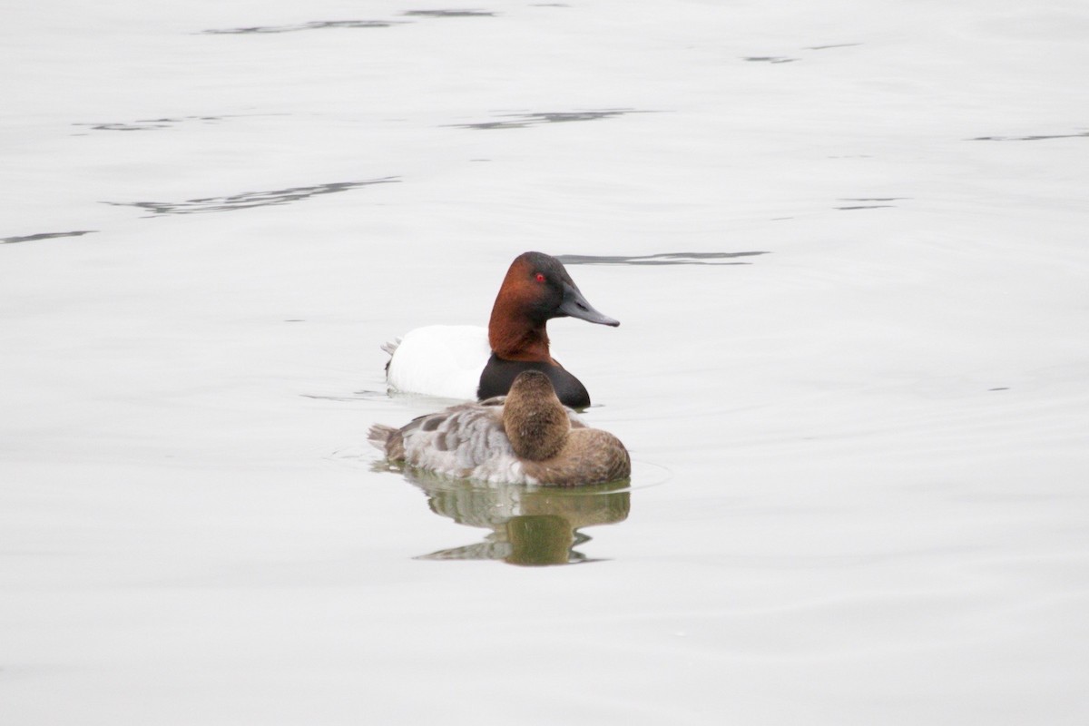 Canvasback - ML634686680