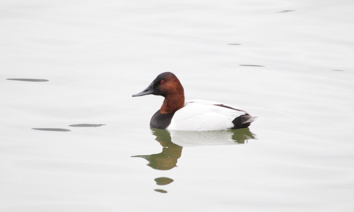 Canvasback - ML634686681