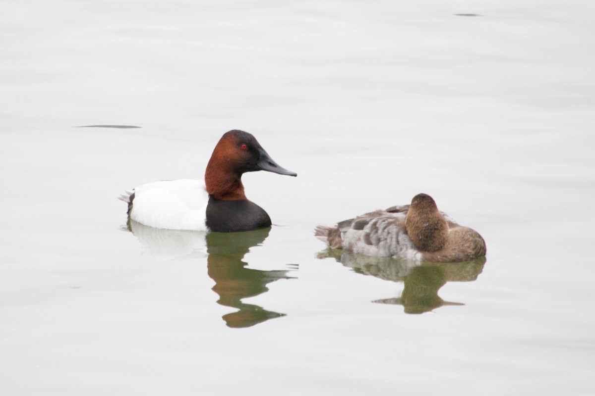 Canvasback - ML634686682