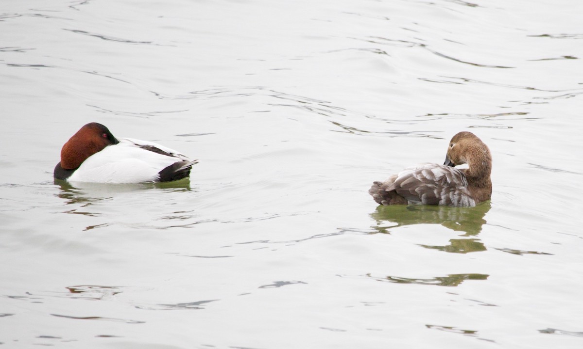 Canvasback - ML634686683