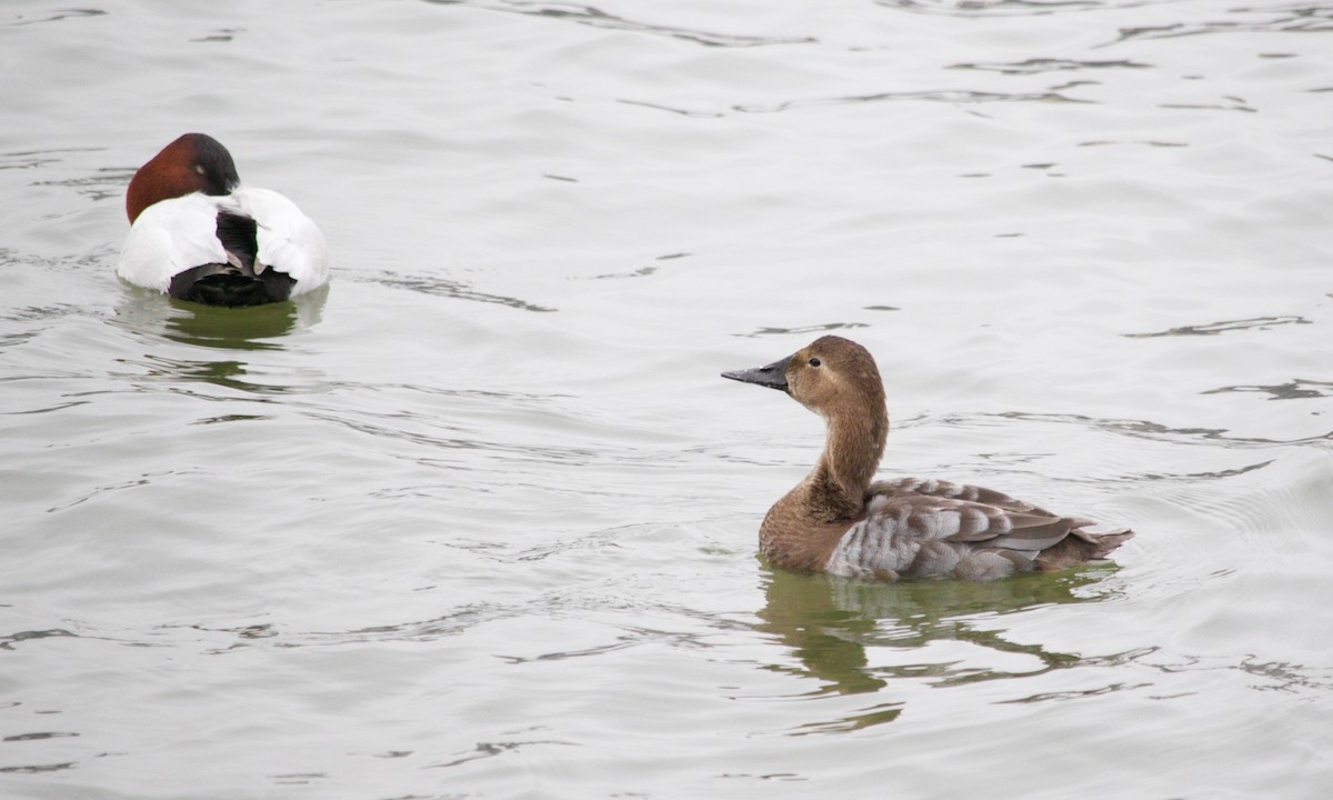 Canvasback - ML634686684