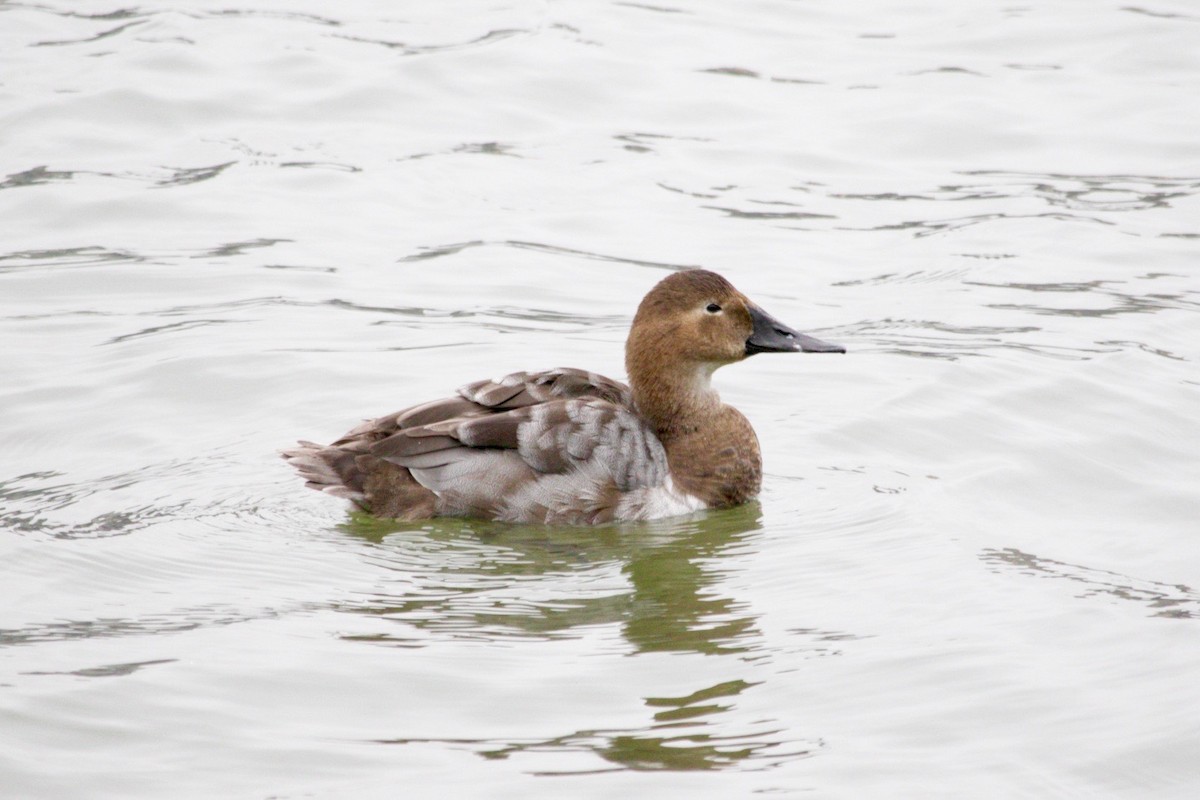 Canvasback - ML634686685