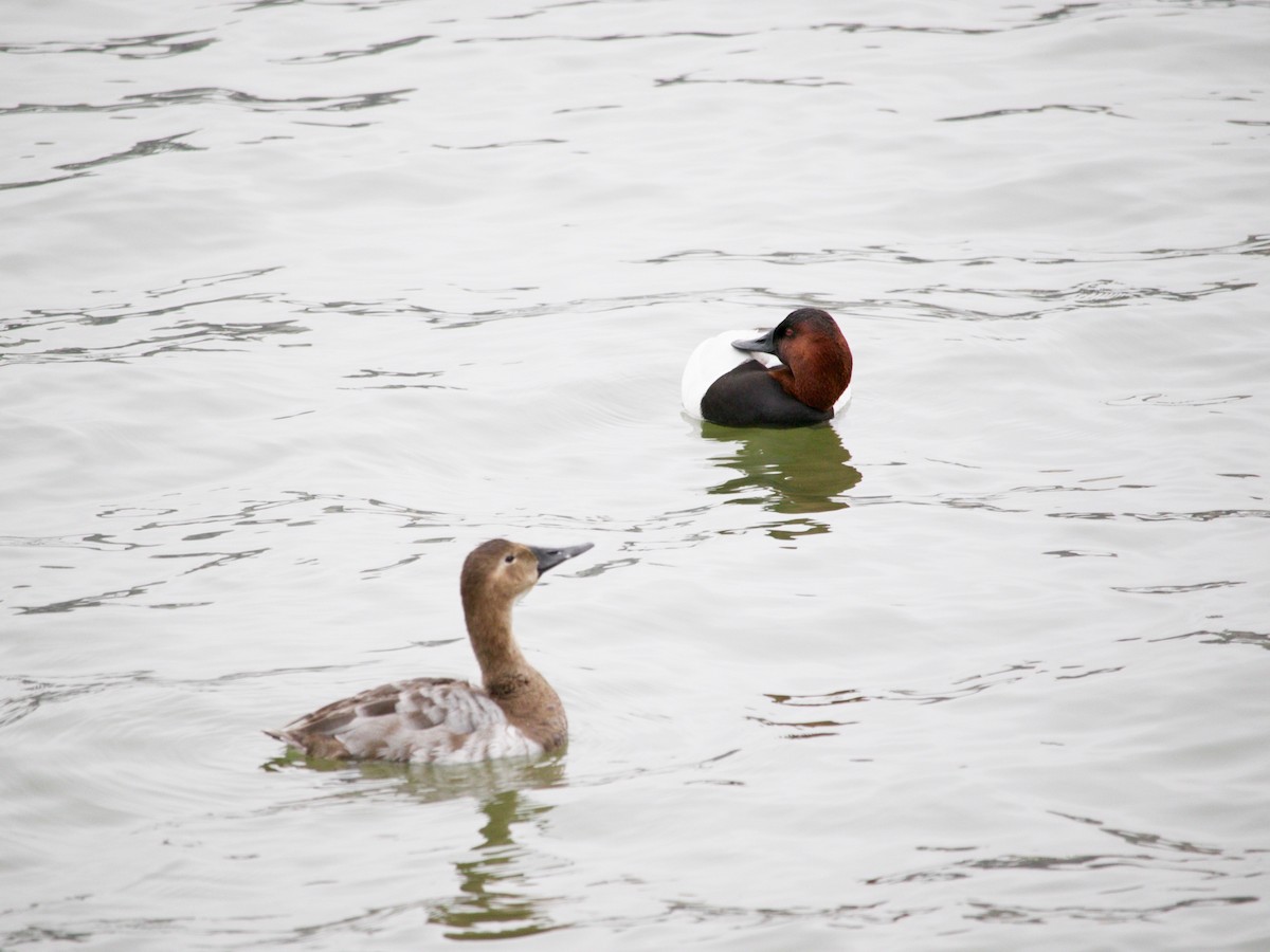Canvasback - ML634686686