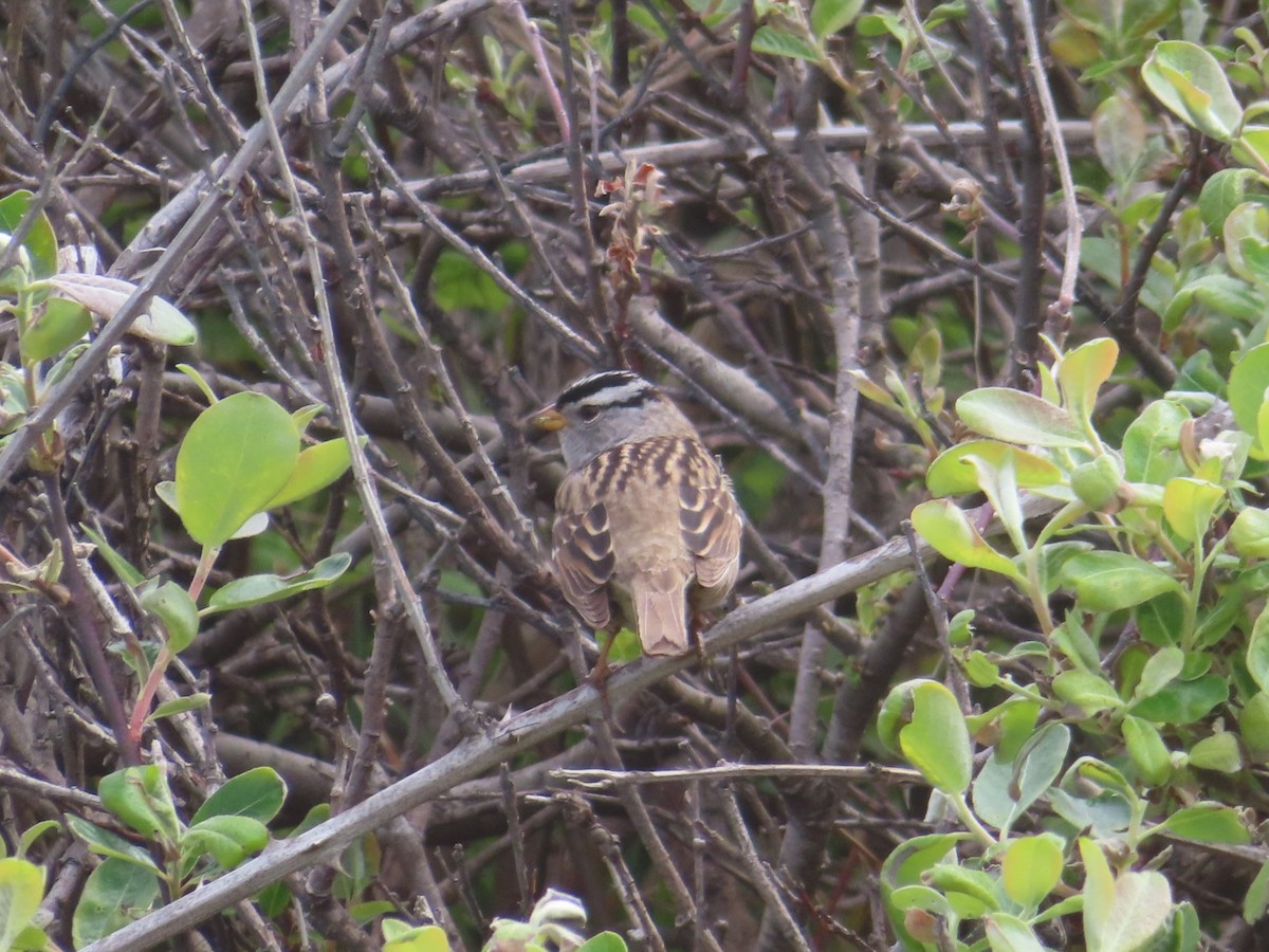 White-crowned Sparrow - ML634686728