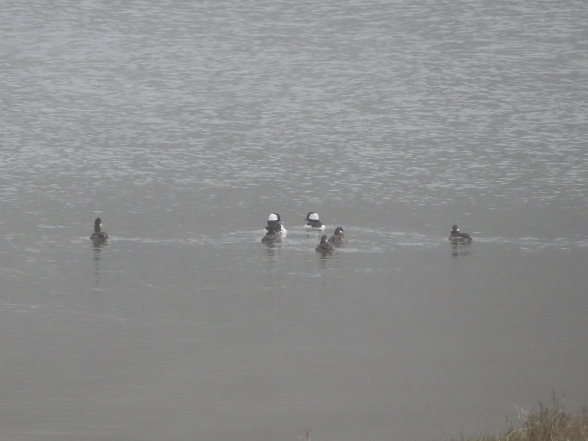 Bufflehead - ML634686807