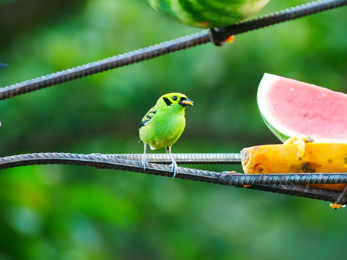 Emerald Tanager - ML634686823