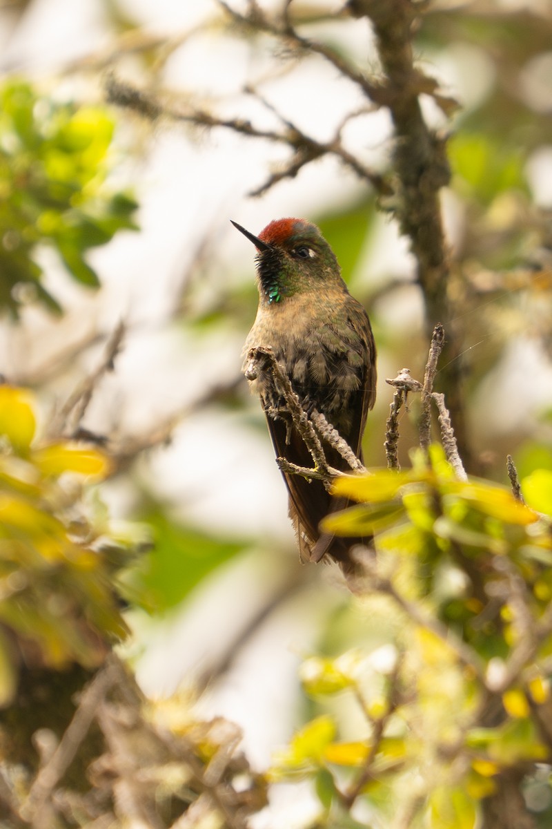 Rufous-capped Thornbill - ML634686841