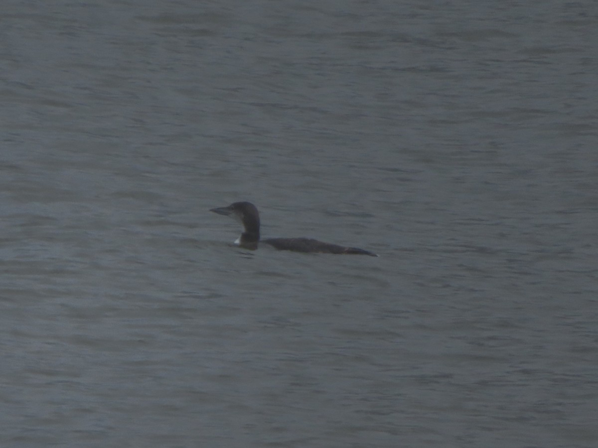 loon sp. - ML634686844