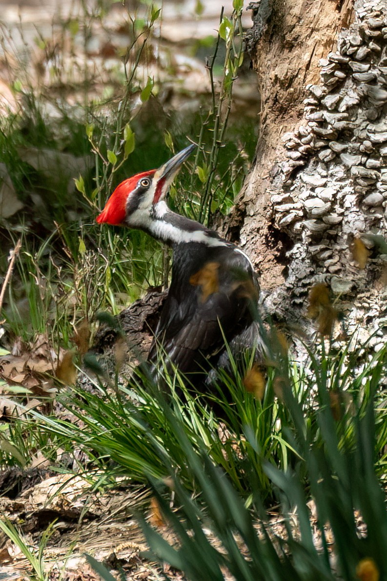 Pileated Woodpecker - ML634686855