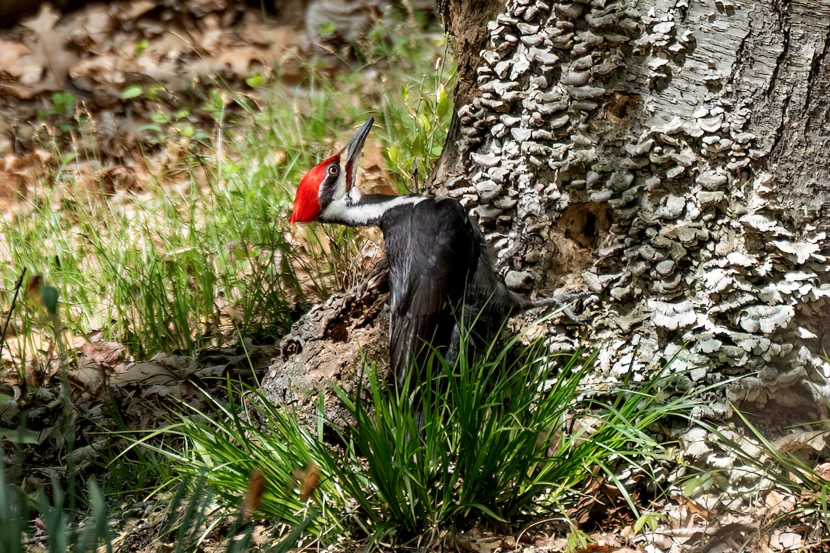 Pileated Woodpecker - ML634686856