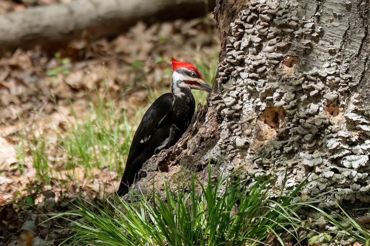 Pileated Woodpecker - ML634686857