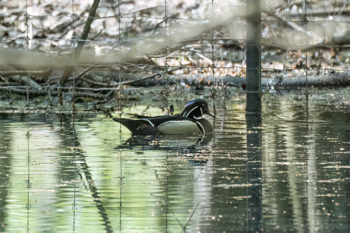 Wood Duck - ML634686888