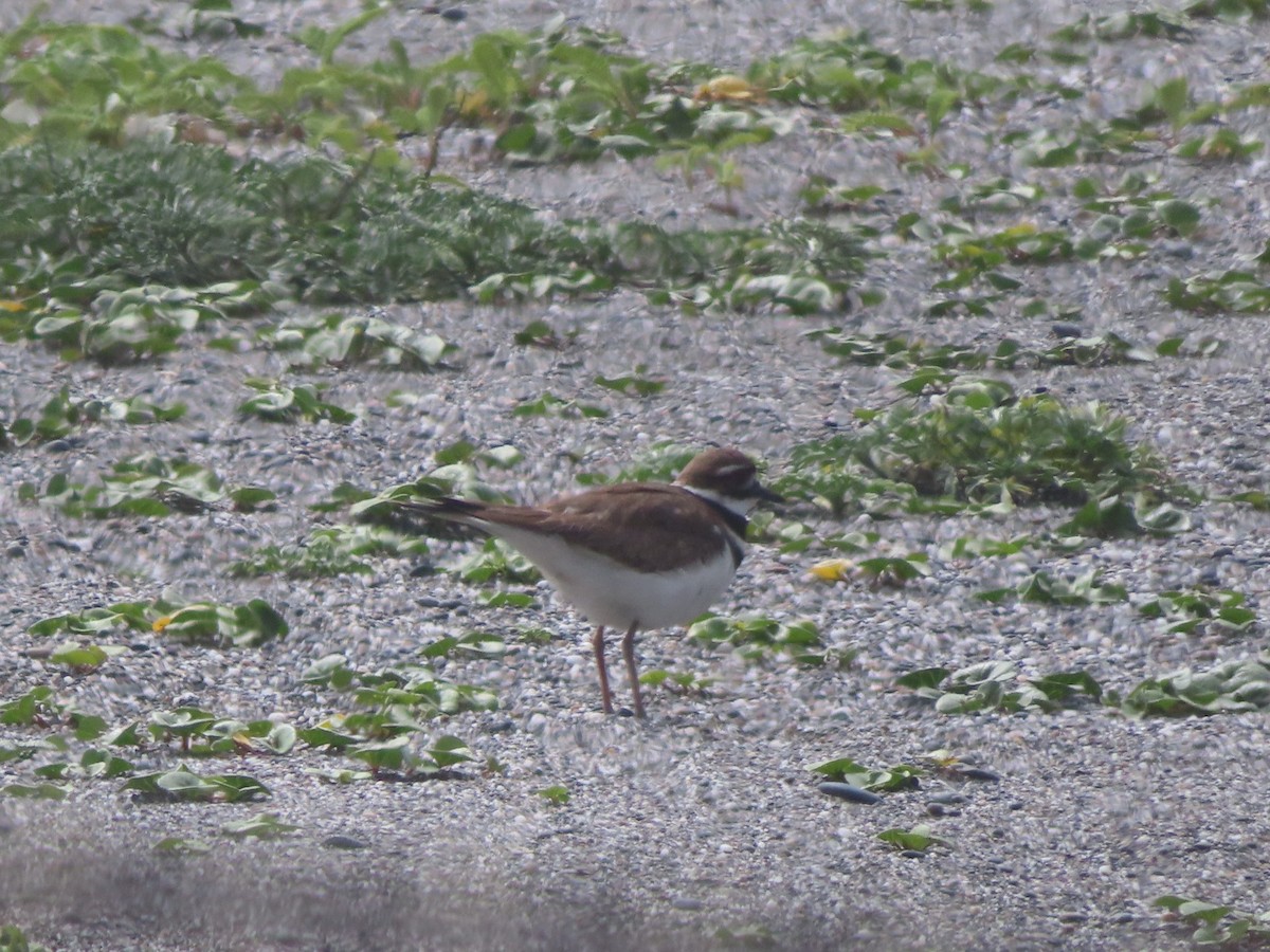 Killdeer - ML634686905