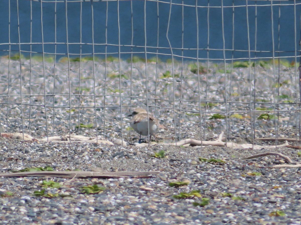 Snowy Plover - ML634686936