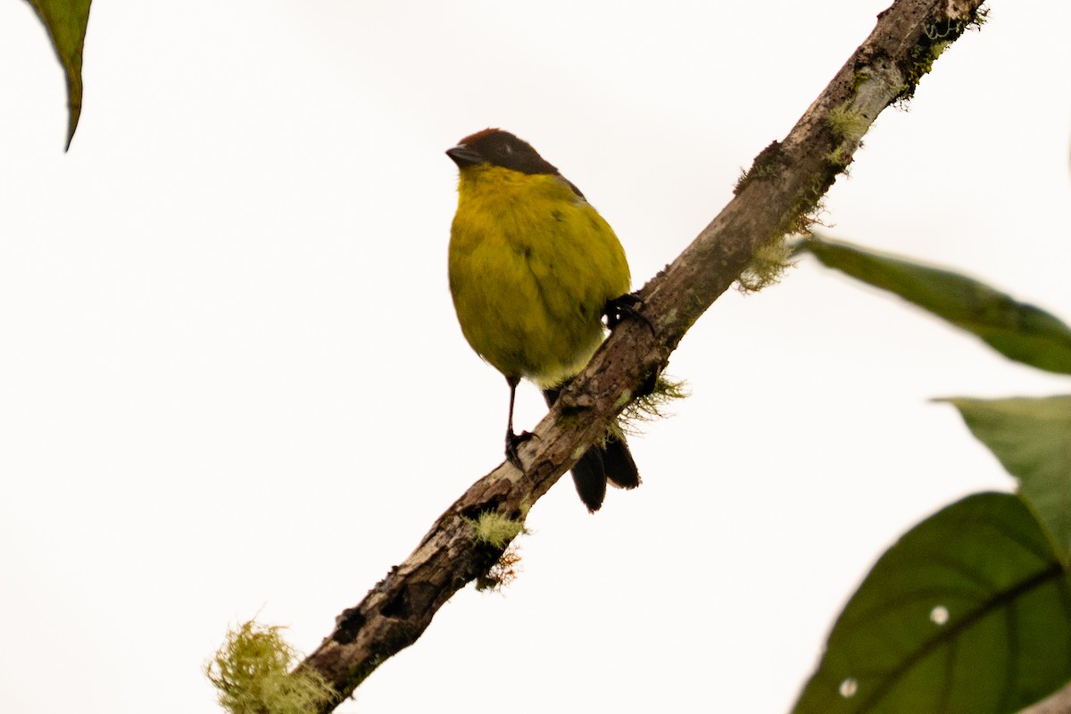 Yellow-breasted Brushfinch - ML634686965