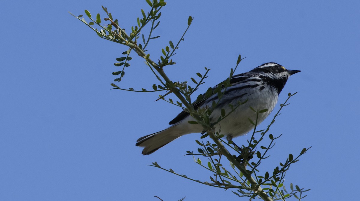 Black-throated Gray Warbler - ML634687122