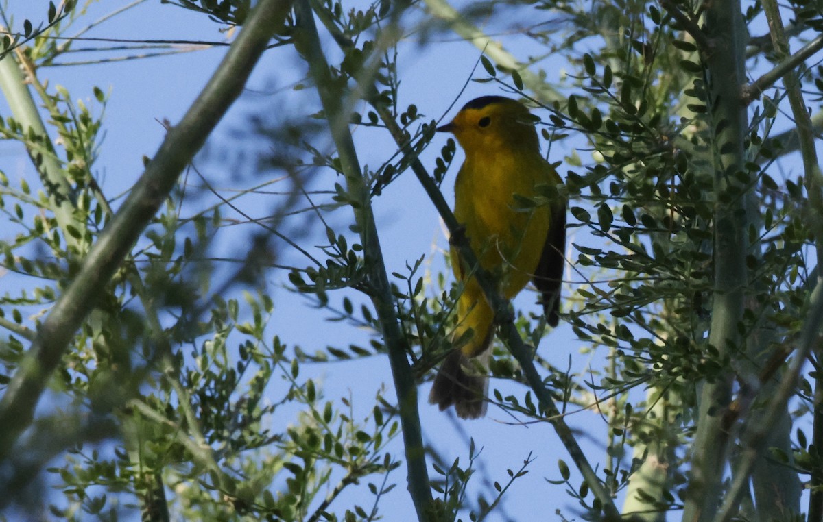 Wilson's Warbler - ML634687199