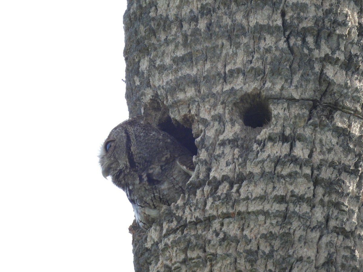 Eastern Screech-Owl - ML634687227