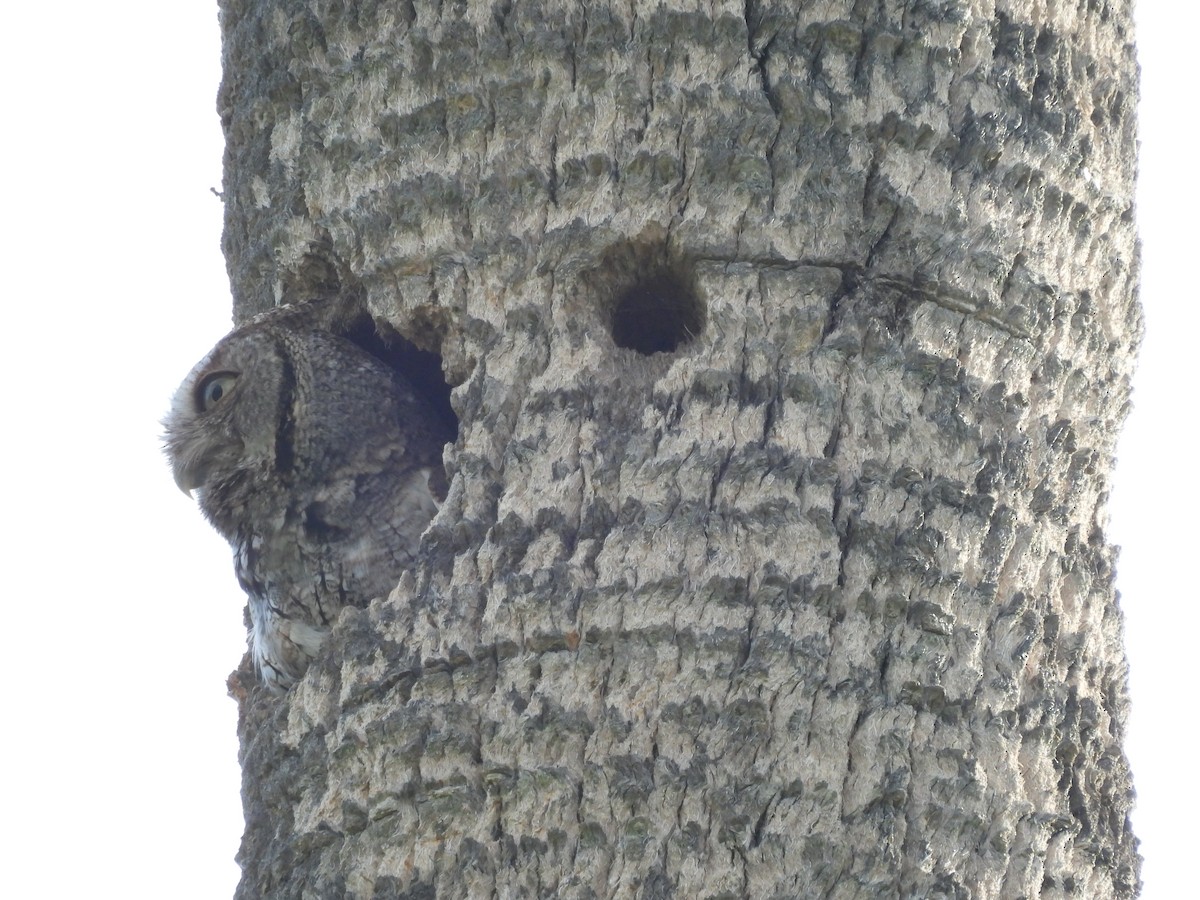Eastern Screech-Owl - ML634687228