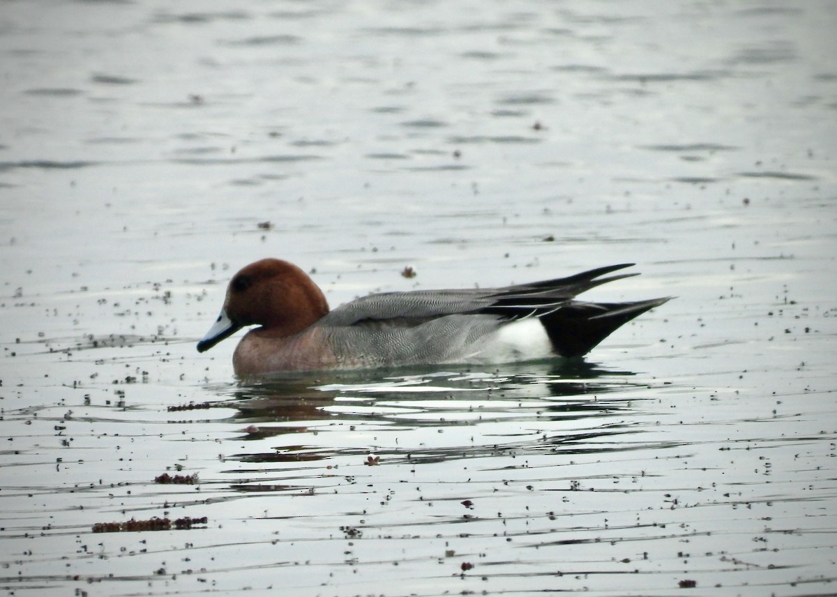 Eurasian Wigeon - ML634687244