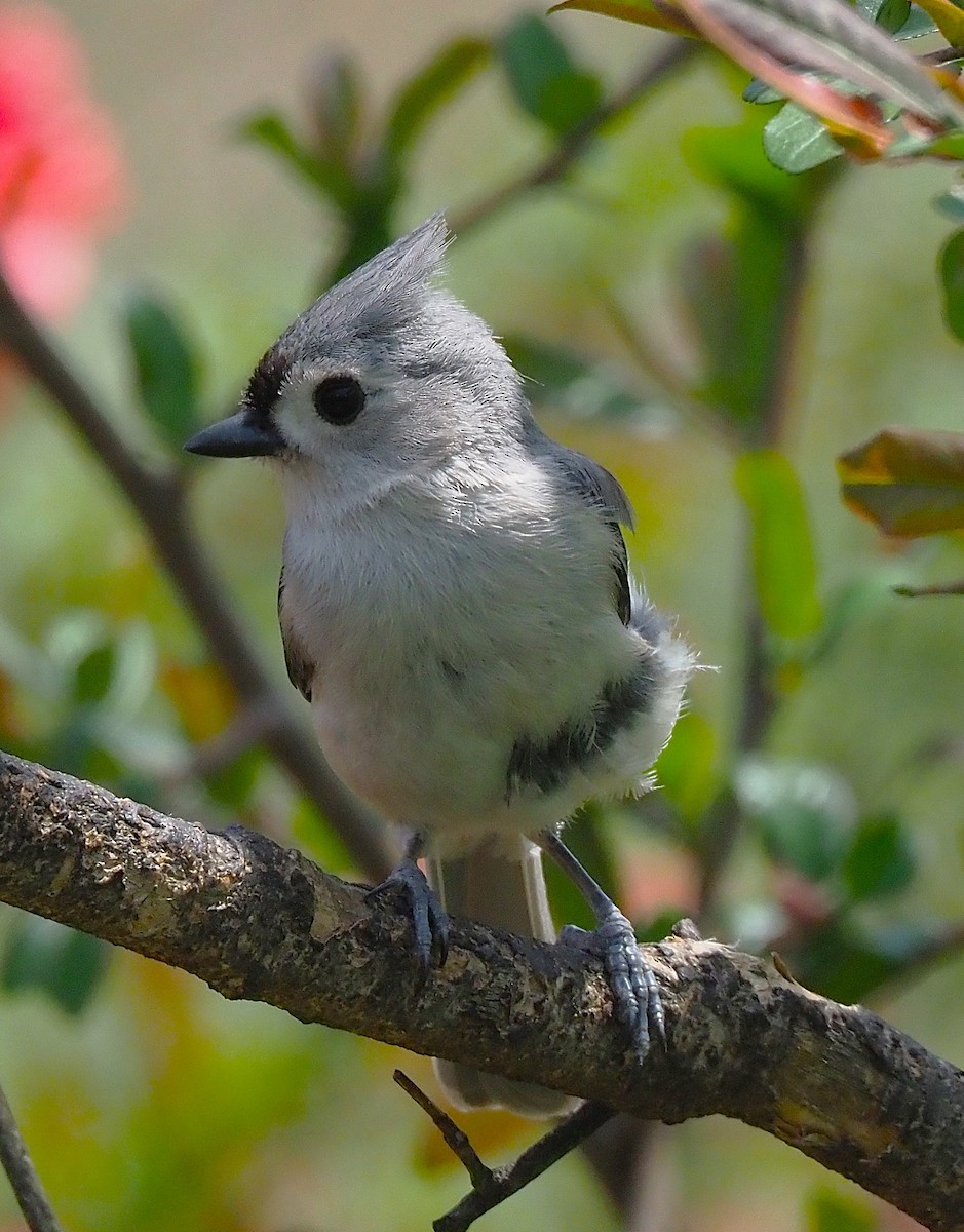 Tufted Titmouse - ML634687445
