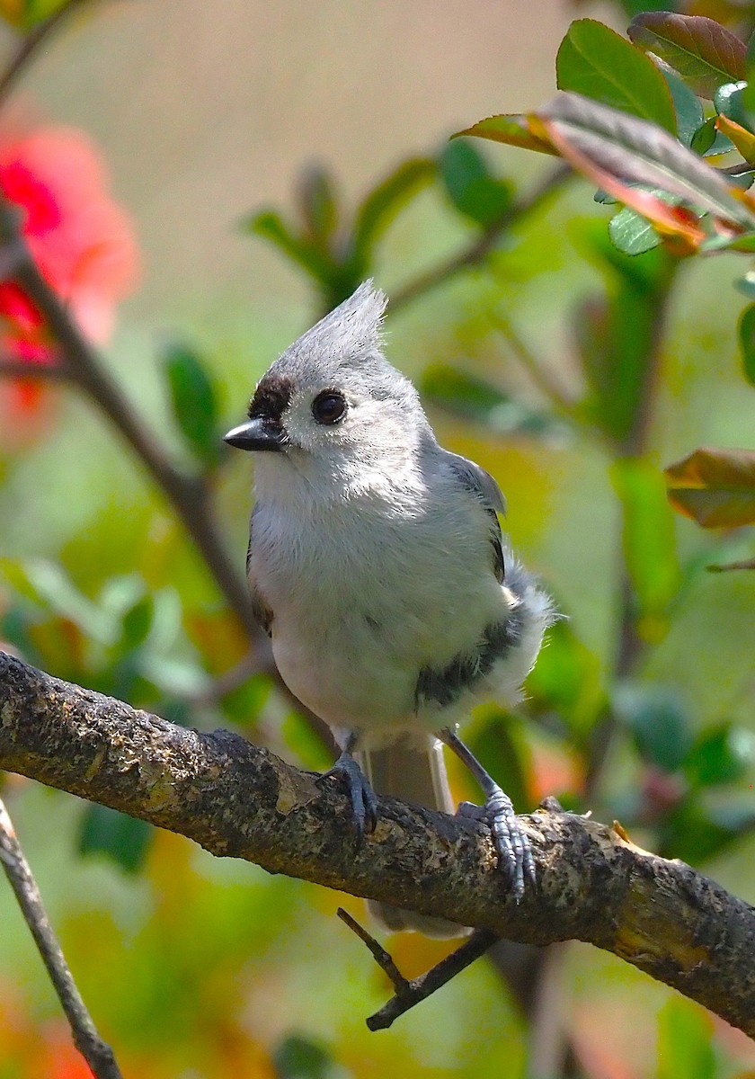 Tufted Titmouse - ML634687446