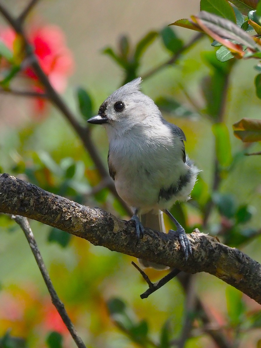 Tufted Titmouse - ML634687447