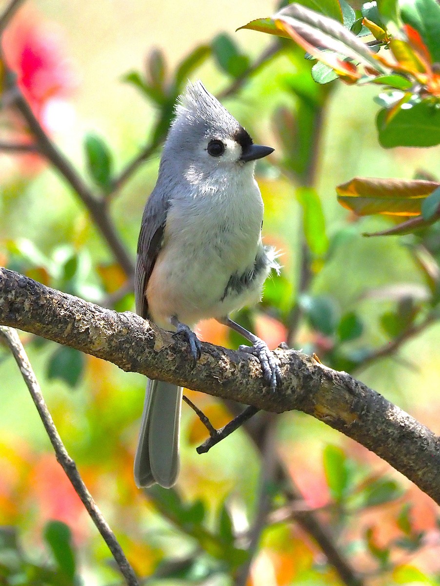 Tufted Titmouse - ML634687448