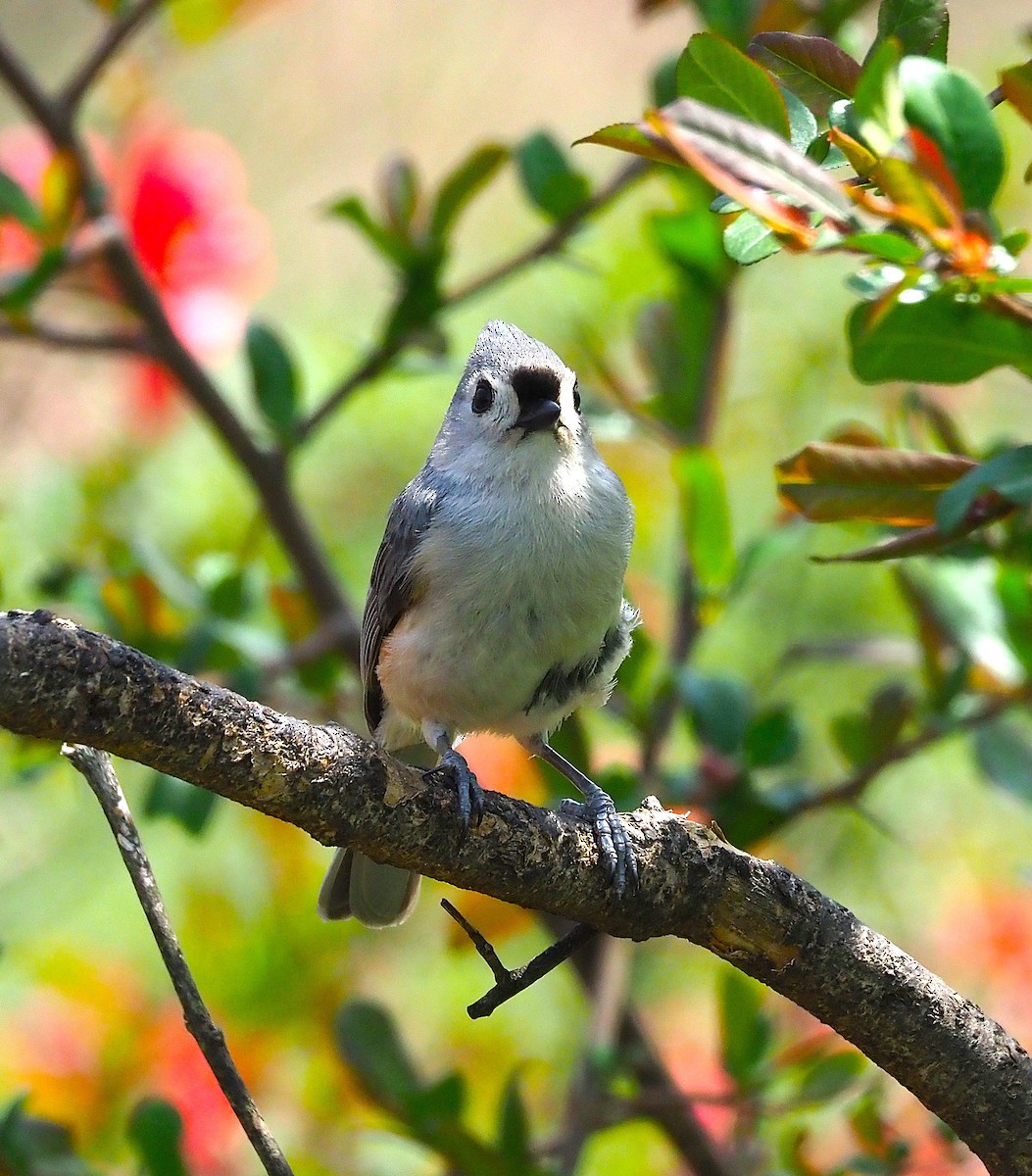 Tufted Titmouse - ML634687449