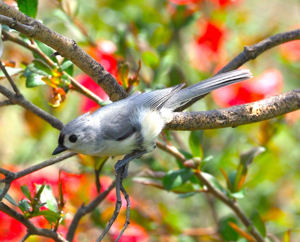 Tufted Titmouse - ML634687450