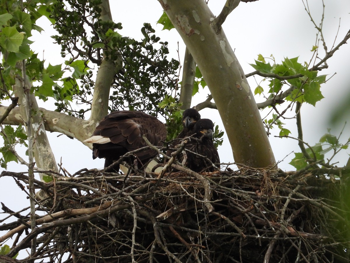 Bald Eagle - ML634687514