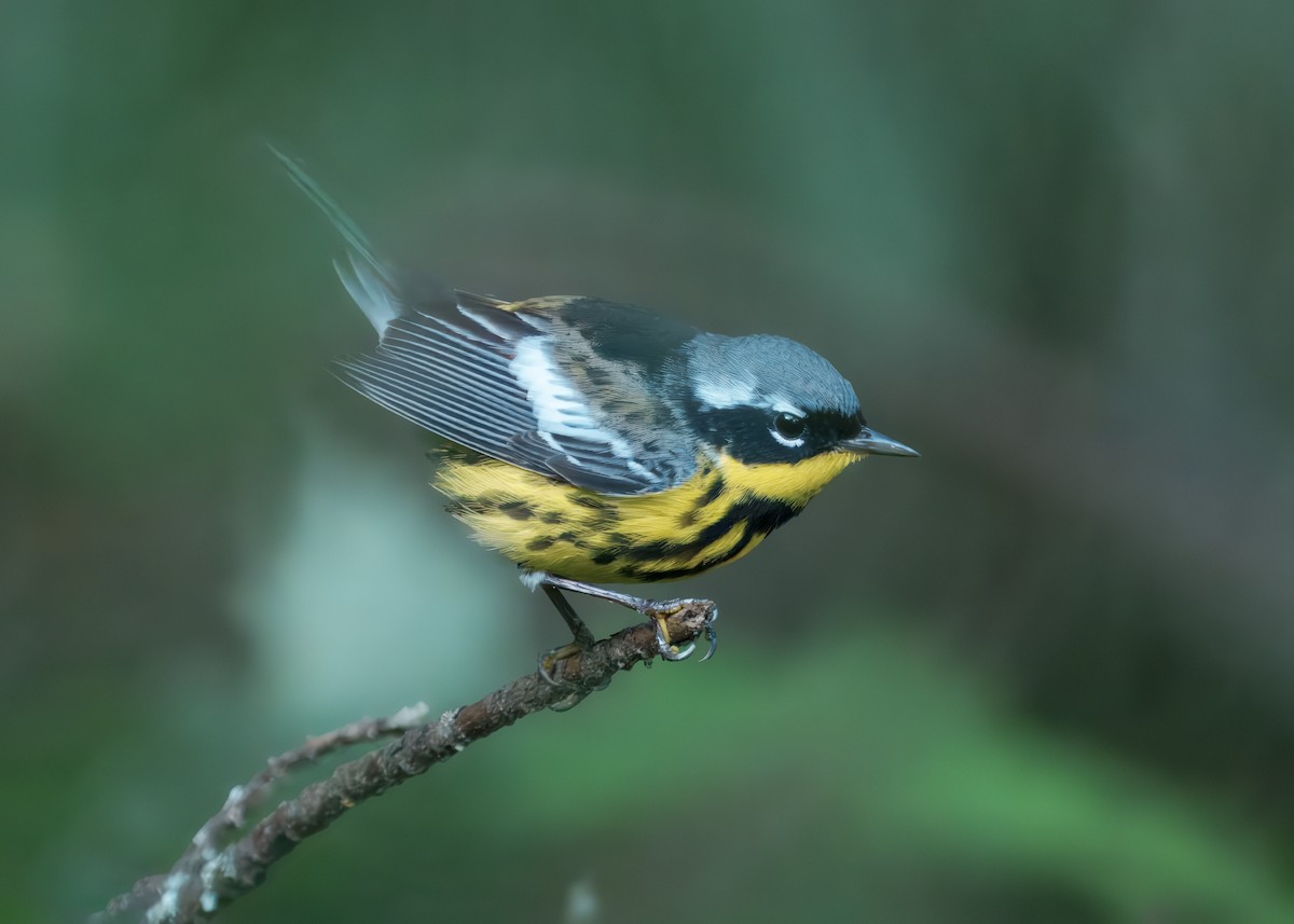 Magnolia Warbler - ML634687613
