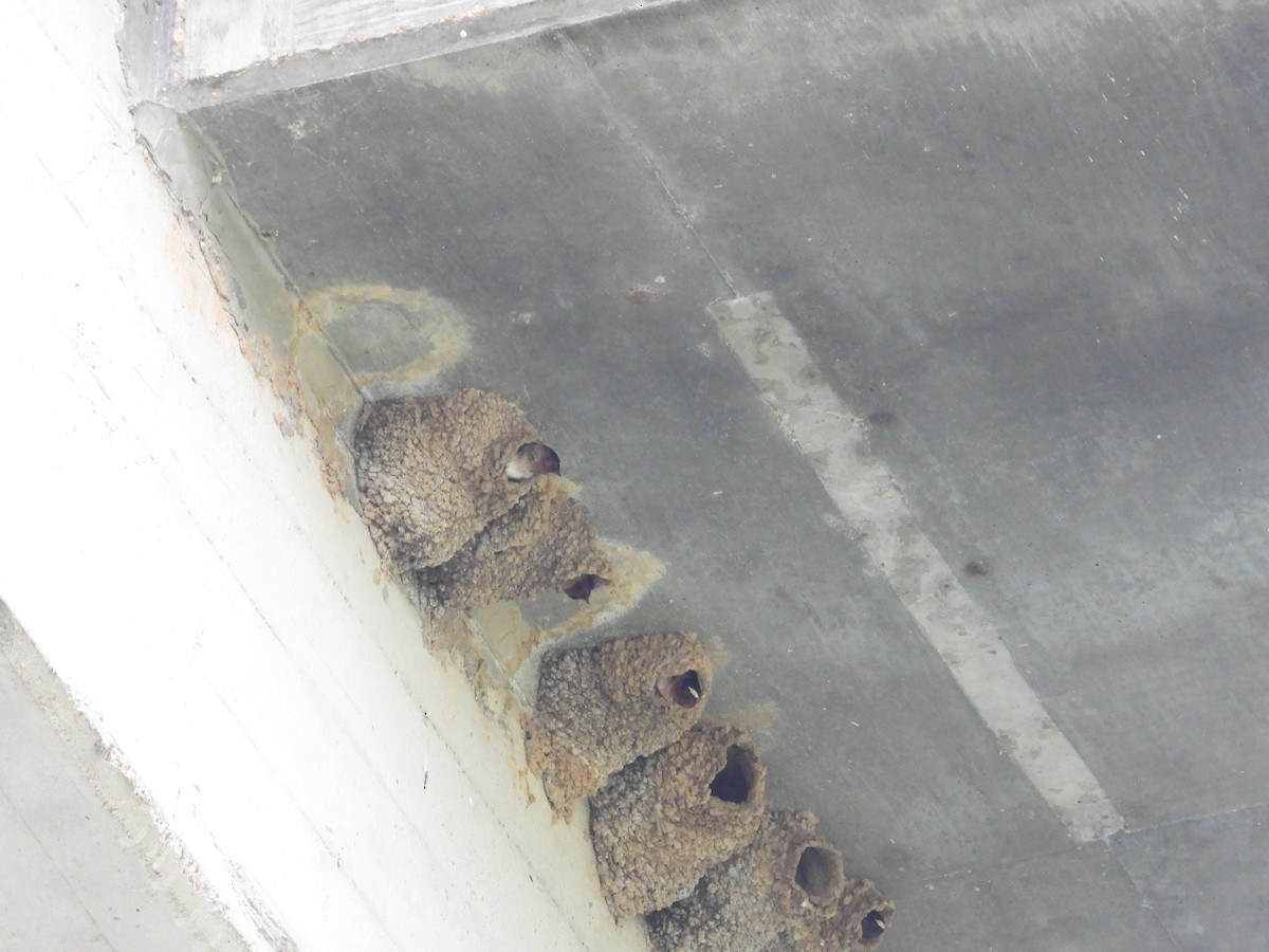 Cliff Swallow - ML634687637