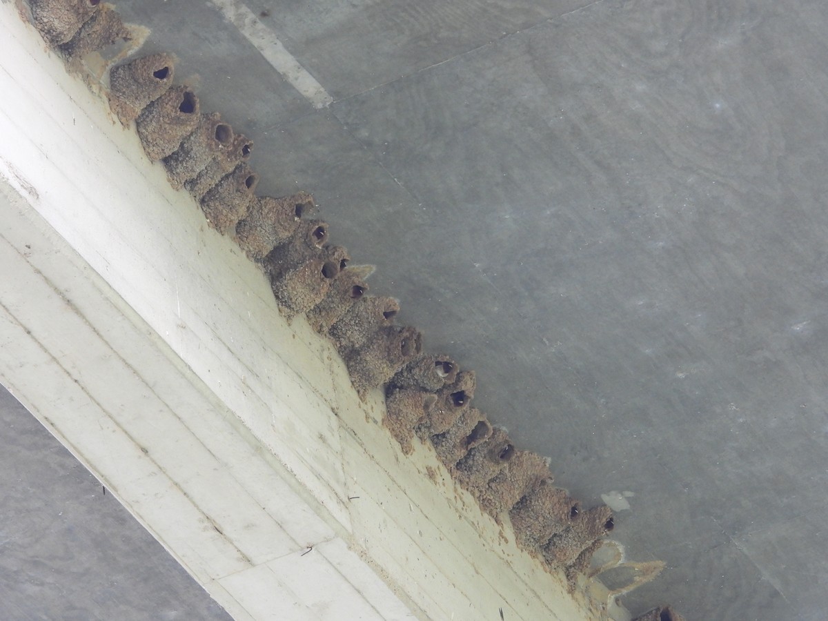 Cliff Swallow - ML634687663