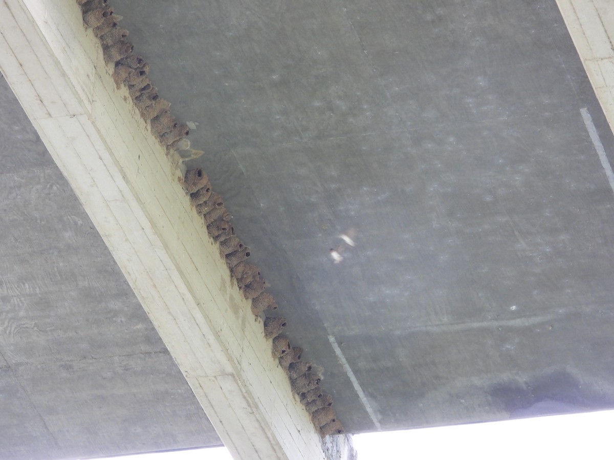 Cliff Swallow - ML634687685