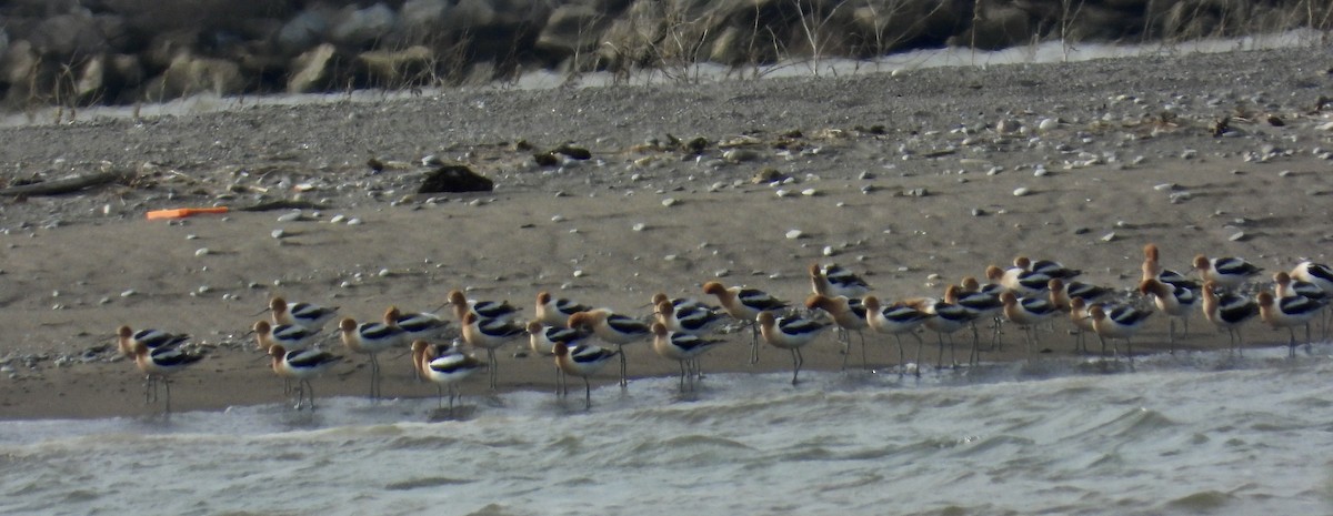 American Avocet - ML634687722