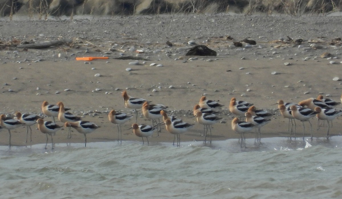American Avocet - ML634687723