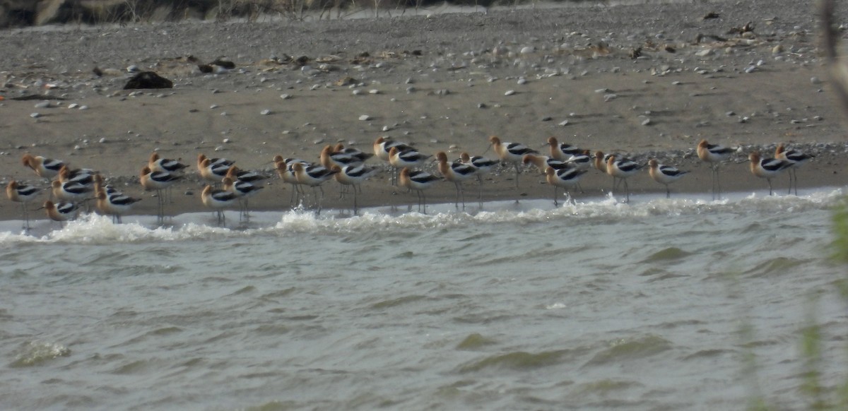 American Avocet - ML634687725