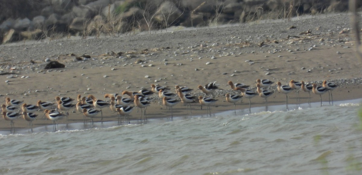American Avocet - ML634687726